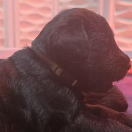 Ella-Green Collar - Black female Giant Schnauzer puppy in Bessemer, Alabama from The Copper Cottage Canines