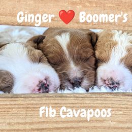 Bernedoodle and Cavapoo Puppies from Wag'in Tails