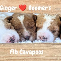 Bernedoodle and Cavapoo Puppies from Wag'in Tails
