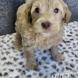 Mack - Cream male Goldendoodle puppy in Eau Claire, Wisconsin from Fisher River Doodle's