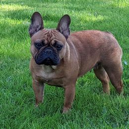 Nellie! - Fawn French Bulldog puppy in La Center, Washington from Frenchies & Labs