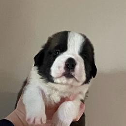 Boy 4 - Red and white male Saint Bernard puppy in New Sharon, Maine from Kimball Pond  Saint Bernards