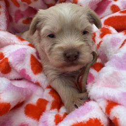 Yorkshire Terrier Puppies from Prissy PawPals