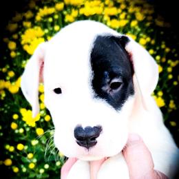 Girl 1 Grace O'Malley - White female Dogo Argentino puppy in San Diego, California from Debonair Dogos