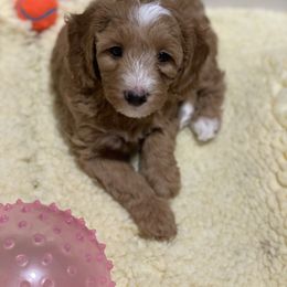 Goldendoodle Puppies from Salty River Doodles