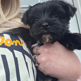 CKC Nova last girl - Parti female Yorkshire Terrier puppy in West Enfield, Maine from GRIFFEY'S SPA AND KENNEL