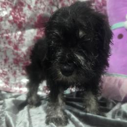 Exlipse - Black and silver female Miniature Schnauzer puppy in Neosho, Missouri from Cooley's Cuddle Pups