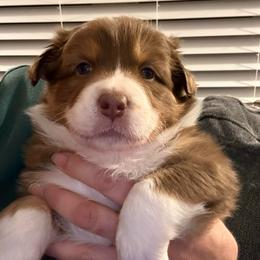 Tilly - Red tri-color female Australian Shepherd puppy in Morehead City, North Carolina from Crab Point Australian Shepherds