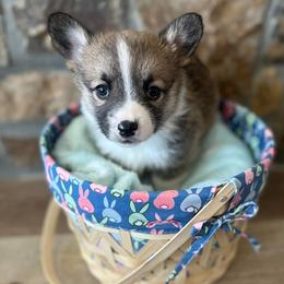 American Corgis and Pembroke Welsh Corgis from The Comma Corgis