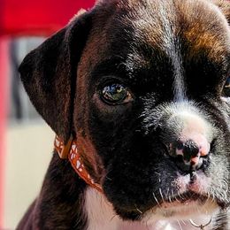Boxers from Family Boxers
