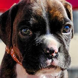 Boxers from Family Boxers