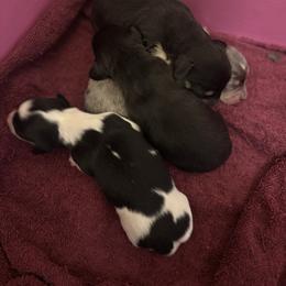 Dachshund puppies from LF & Co Dachshunds