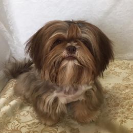 Tucker - Shih Tzu