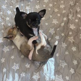 Hannah - Black and tan female Chihuahua puppy in East Syracuse, New York from Blissful’s Chihuahuas