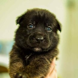 Light blue collar boy - Black brindle female Dutch Shepherd puppy in Howey In The Hills, Florida from MAC K9 Dutch Shepherds