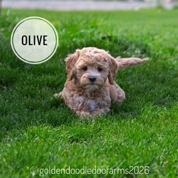 Olive - Caramel ice female Golden Aussiedoodle puppy in Hyrum, Utah from Goldendoodledoo Farms