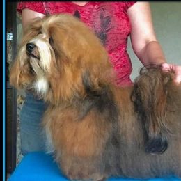 Reddy - Havanese