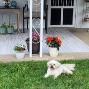 Shichon All Grown Up from Laura's Teddy Bears