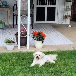 Shichon All Grown Up from Laura's Teddy Bears