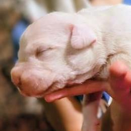 Boy 2 - White male Dogo Argentino puppy in Morgan Hill, Pennsylvania from De la Fuerza De Dios