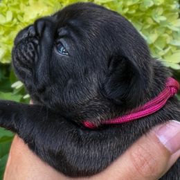 Magenta Collar - Brindle female French Bulldog puppy in Peachtree City, Georgia from Eastham’s  Open French Bulldogs