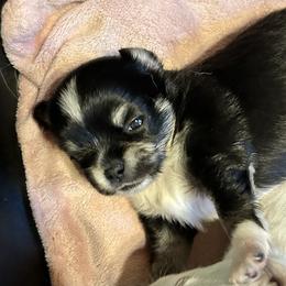 Cole - Black and tan male Chihuahua puppy in Lake George, New York from Moonhill Chihuahuas