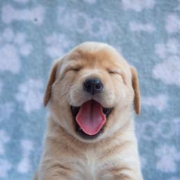 Doberman Pinscher and Labrador Retriever Puppies from Elevage Labrador Retrievers & Dalla Grazia Doberman