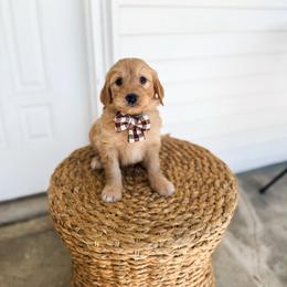 Salty - Apricot male Goldendoodle puppy in Soddy Daisy, Tennessee from The W Doods