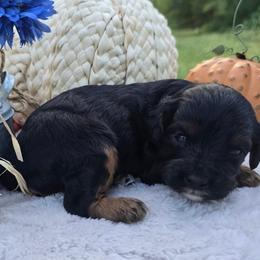 Buck - Tri-color male Cavapoo puppy in Hopkins, Missouri from Mowry Creek Mini Aussiedoodles and More
