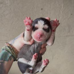 Girl 1 - Black and white female Siberian Husky puppy in Iron River, Wisconsin from Wiemeri Siberians