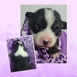 Purple bandana girl - Black and tan female Pembroke Welsh Corgi puppy in Cherokee, Oklahoma from MCS Farms-OK