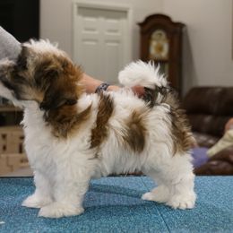 Boy 1 - male Havanese puppy in Florida from Sardi Havanese