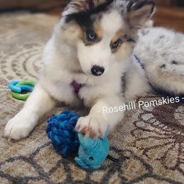 Pomsky Puppies from Rosehill Pomskies