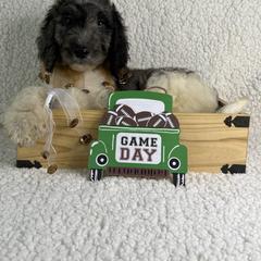 Felix - Merle male Irish Doodle puppy in Galloway, Florida from Heavenly Poodles