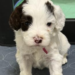 Lyric - Black and chalk female Australian Labradoodle puppy in Denton, Texas from Dignity Labradoodles