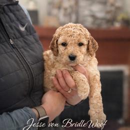 Jesse von BridleWoof - Apricot male Goldendoodle puppy in Great Barrington, Massachusetts from BridleWoof