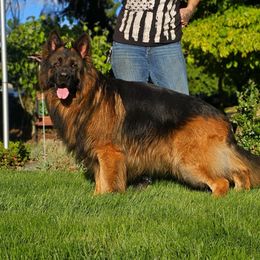 Volk - German Shepherd