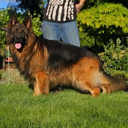 Volk - German Shepherd