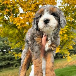 Shania - Merle female Bernedoodle puppy in Idaho Falls, Idaho from Idahome Doodle