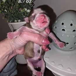 Soleil - Chocolate female Pomsky puppy in Christiana, Tennessee from Smoky Mountain Pomskies