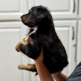 Stormy - Black tri-color female Australian Shepherd puppy in Odessa, Texas from Yucca Blossom Pups