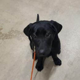 Labrador Retriever Puppies from Condition 1 Retrievers