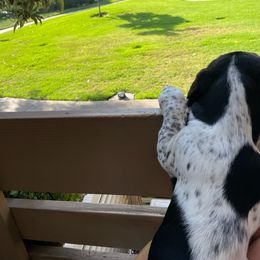 Basset Hound Puppies from Howlin Hounds