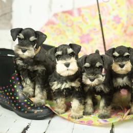 Miniature Schnauzer Puppies from Peach State Miniature Schnauzers
