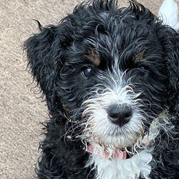 Bernedoodles from Melissa Horst