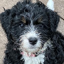 Bernedoodles from Melissa Horst
