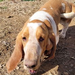 Gizmo - Basset Hound