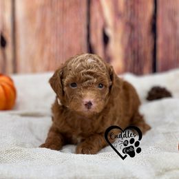 Milo-1350 - Red  male Poodle puppy in Nashville, Arkansas from Cuddles n Curls