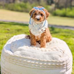 Fluff - Red  female Goldendoodle puppy in Whitesburg, Georgia from Asbury & Co Farms