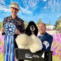 Toby - Cocker Spaniel